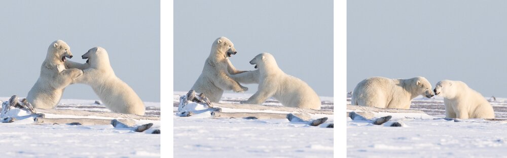 Two polar bears play fight in Kaktovik, Alaska. Photo: Kim Olson