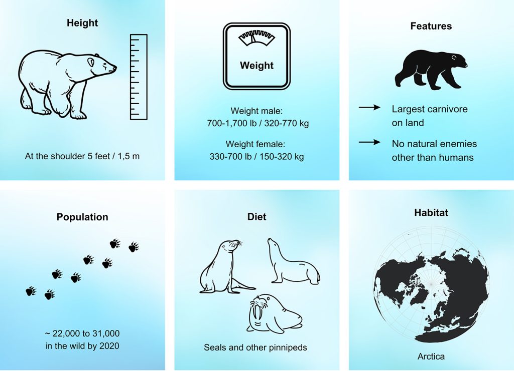infographic about polar bears