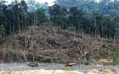 Study Exposes Forest Carbon Credit Schemes as ‘pipe dream’