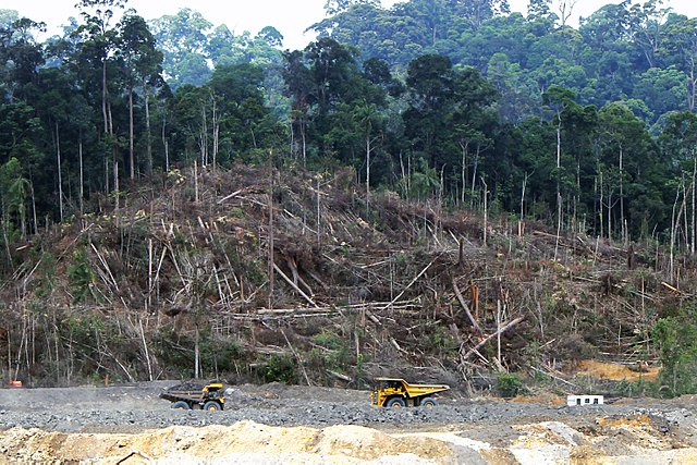 Study Exposes Forest Carbon Credit Schemes as ‘pipe dream’