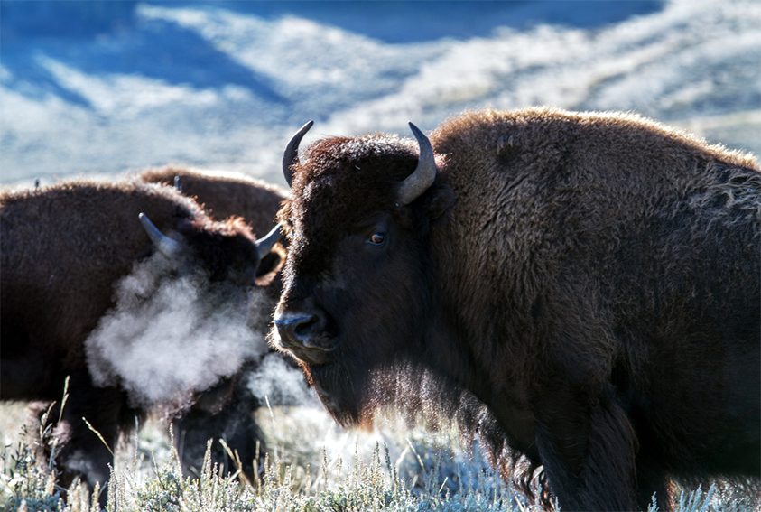 Cease Fire! Yellowstone Buffalo Need to Recover