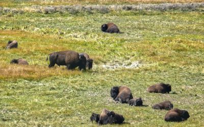 Yellowstone Buffalo Population Estimated to Drop by 2000