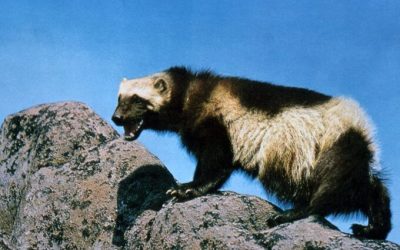 The ESA Is Not Protecting Wolverines