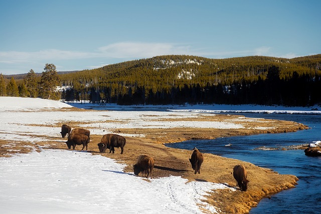 Updates on Montana State Bison Hunt