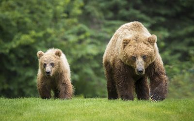 Grizzly Delisting: First as Tragedy, Now as Farce