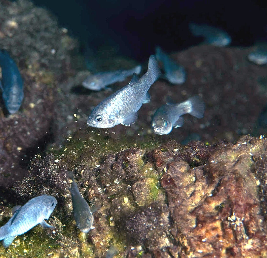 A Tiny Desert Fish Hits a 25 Year Population High