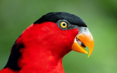 Forest Bird Trade Flies Quietly Under Social Media Radar