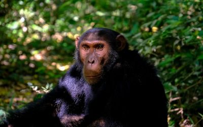 Sick Chimps Seek out Medicinal Plants to Heal Themselves