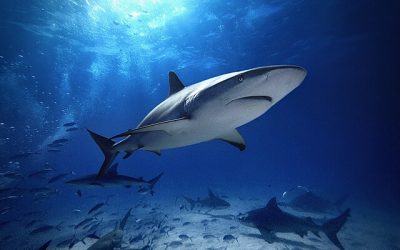 Shark Awareness Day: Protecting Our Ocean’s Guardians