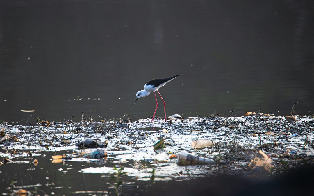 Plastic pollution