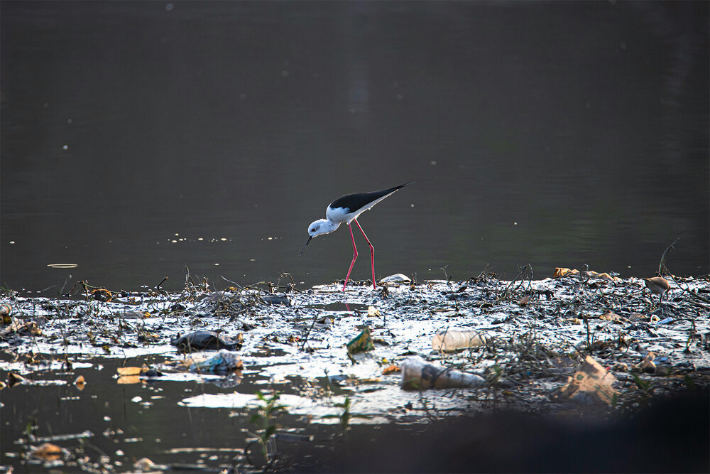 black-winged-stilt