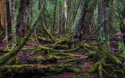 Remembering the Franklin River Campaign