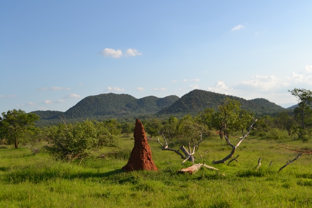 termite mounds