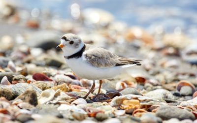 Shorebird Populations Drop Globally, Some by a Third