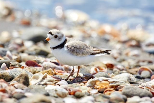 shorebird