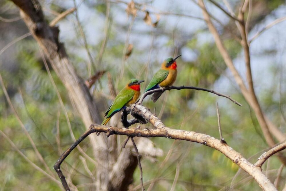 Red-throated-bee-eaters-Merops-bulocki-1200x800