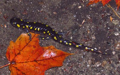 In Alabama, a Fight for the Spotted Salamander
