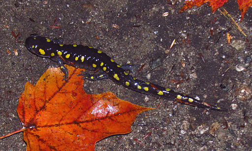 salamander