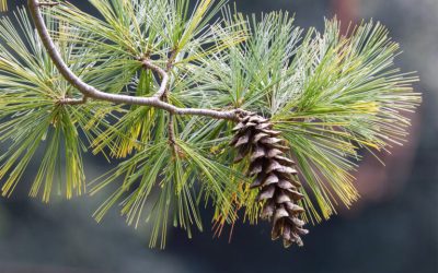 Beyond Reforestation, Let’s Try Proforestation