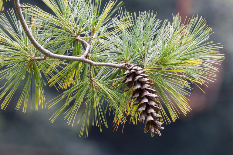 proforestation