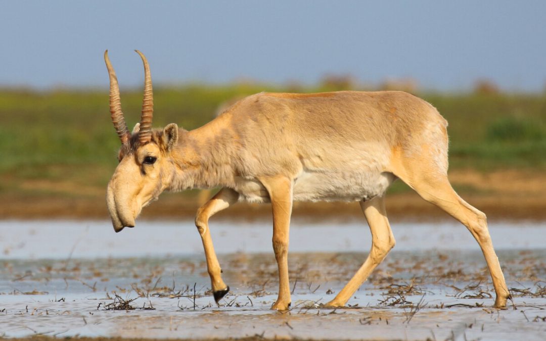 Saiga