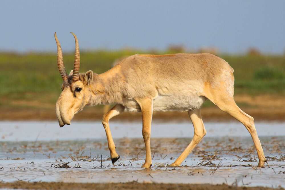 Saiga_antelope_at_the_Stepnoi_Sanctuary-1200x800-1