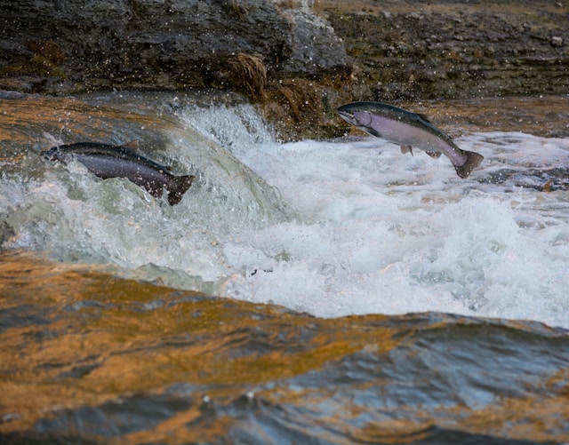 Evaluation Finds Pesticides Are Threatening Endangered Salmon
