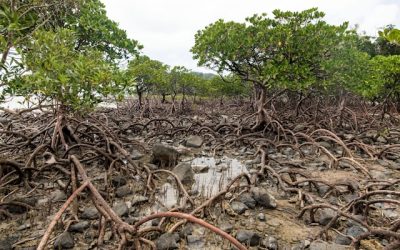 Local Women Saving Yucatán’s Mangroves