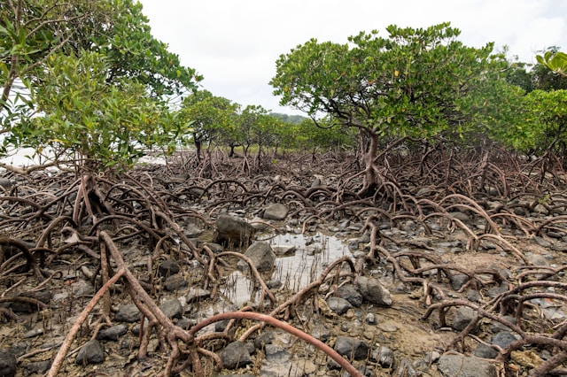 mangroves
