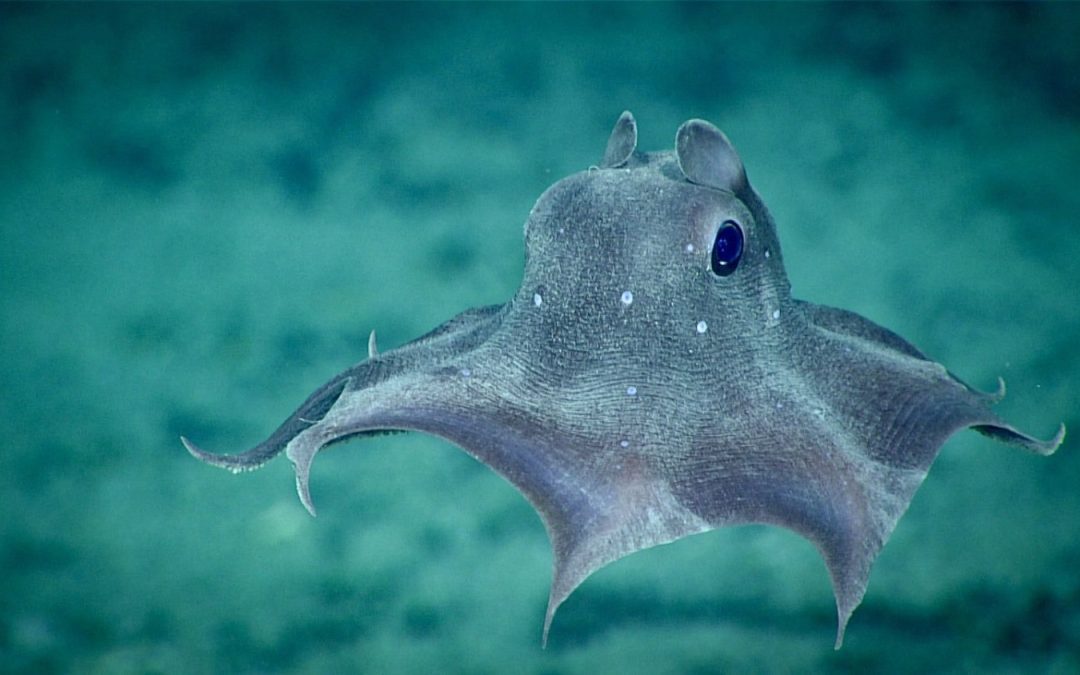 sea