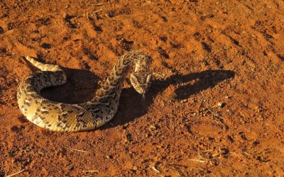 Legally Traded Species Become Invasive In US