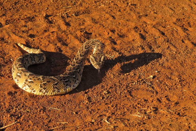 Legally Traded Species Become Invasive In US