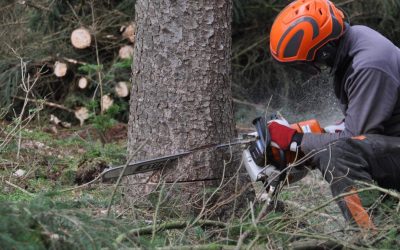 Active Management Harms Forests